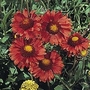 Gaillardia grandiflora Burgundy 1 packet