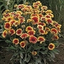 Gaillardia aristata Goblin 1 packet