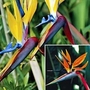 Bird of Paradise Collection 2 packets - 1 of each