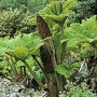 Gunnera manicata 1 packet