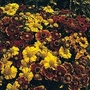 Helenium autumnale Sunshine Hybrid 1 packet