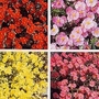 Helianthemum x Hybrids Mixed 1 packet