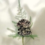 Dianthus Chinensis Heddewigii Black And White Minstrels 1 packet (30 seeds)