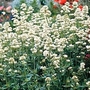 Pretty Betsy Snowcloud 1 packet