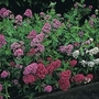 Pretty Betsy Star Ruber Mixed 1 packet