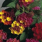 Lantana camara Mixed Hybrids 1 packet