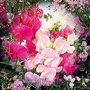 Lathyrus latifolius mixed 1 packet