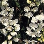 Lathyrus latifolius albus White Pearl 1 packet