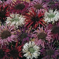Edible Flowers : Monarda didyma T&M Superb Mixed 1 packet