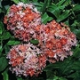 Lychnis chalcedonica Dusky Salmon 1 packet
