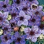 Nigella papillosa Curiosity 1 packet