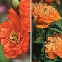 Poppy - Meconopsis Double Mixed 1 packet