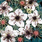 Nigella papillosa African Bride 1 packet