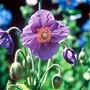 Poppy - Meconopsis Hensol Violet 1 packet