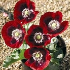 Poppy - Annual : Cherry Glow 1 packet