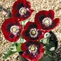 Papaver Somniferum Cherry Glow 1 packet (200 seeds)