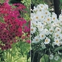 Primula japonica Mixed 1 packet