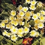 Edible Flowers : Primula vulgaris 1 packet