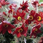 Pulsatilla vulgaris Red Cloak 1 packet