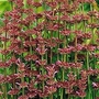 Edible Flowers : Monarda astromontana Bees' Favourite 1 packet
