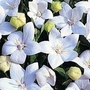 Platycodon grandiflora Fuji White 1 packet