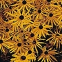 Rudbeckia fulgida Goldsturm 1 packet