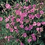 Incarvillea sinensis Pink Fairy 1 packet