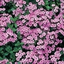Saponaria Ocymoides 1 packet (25 seeds)