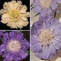 Scabiosa caucasica House's Novelty Mix 1 packet