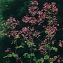 Thalictrum Delavayi 1 packet (40 seeds)