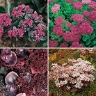 Cacti & Succulents : Sedum Rock Garden Mixed 1 packet