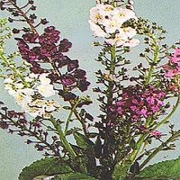 Verbascum phoeniceum hybrids 1 packet