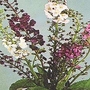 Verbascum phoeniceum hybrids 1 packet