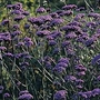 Verbena bonariensis 1 packet
