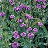 Verbena rigida (venosa) 1 packet