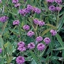 Verbena rigida (venosa) 1 packet