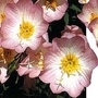 Evening Primrose : Pink Petticoats 1 packet