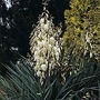 Yucca Outdoor Varieties Mixed 1 packet