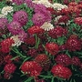 Candytuft : Flash Mixed 1 packet