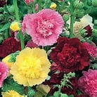 Althaea rosea Majorette Mixed 1 packet
