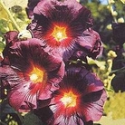 Edible Flowers : Althaea rosea nigra 1 packet