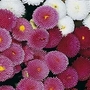 Bellis Perennis Pomponette Mixed 1 packet (400 seeds)