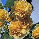 Edible Flowers : Althaea rosea Chater's Double Apricot 1 packet