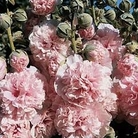 Althaea rosea Appleblossom 1 packet