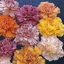 Dianthus Caryophyllus Stripes & Picotees 1 packet (80 seeds)