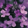 Hesperis Matronalis 1 packet (500 seeds)
