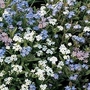 Forget-Me-Not : Bobo Mixed 1 packet
