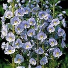 Veronica getianoides 1 packet