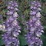Salvia sclarea var. turkestanica 1 packet