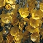 Verbascum bombyciferum Silver Lining 1 packet